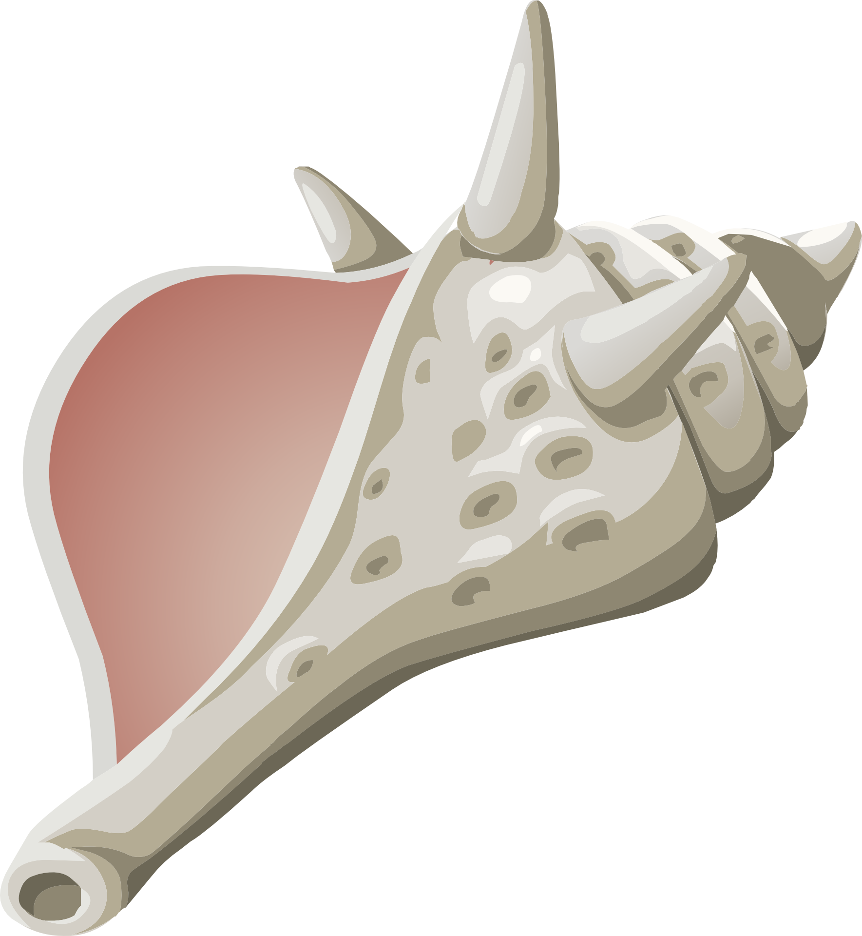 Conch