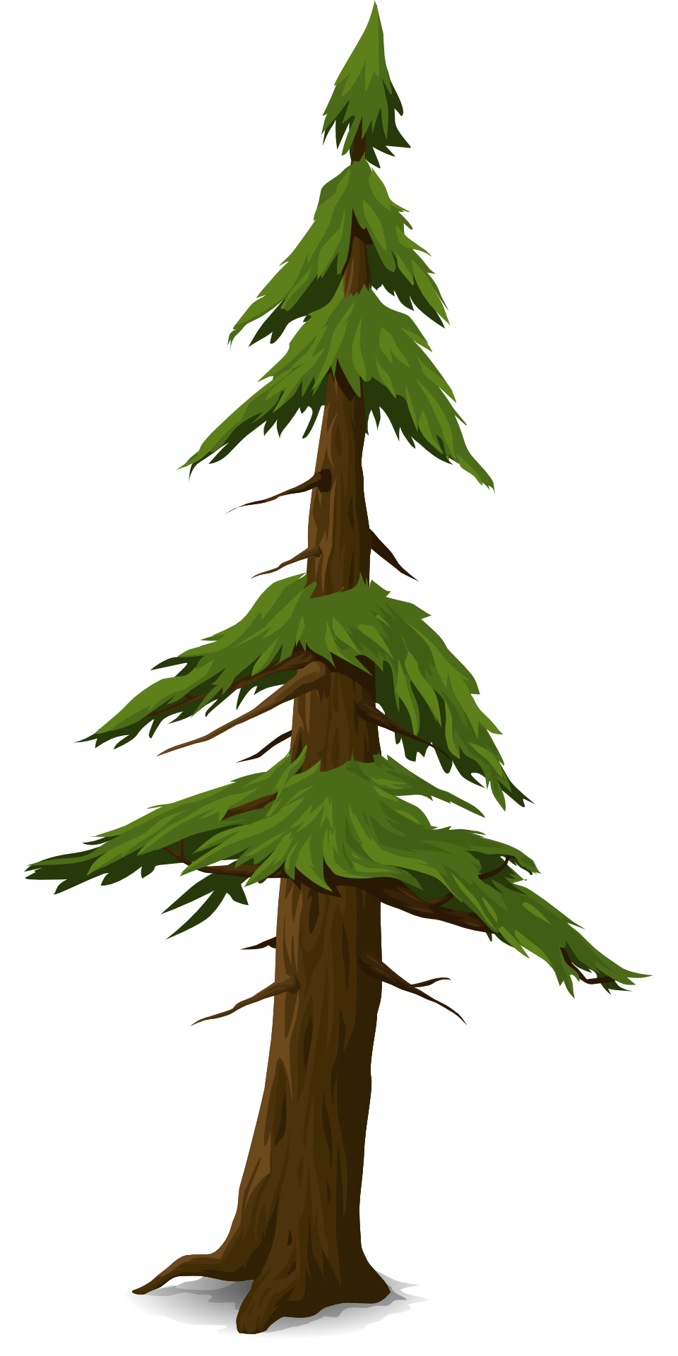 Fir