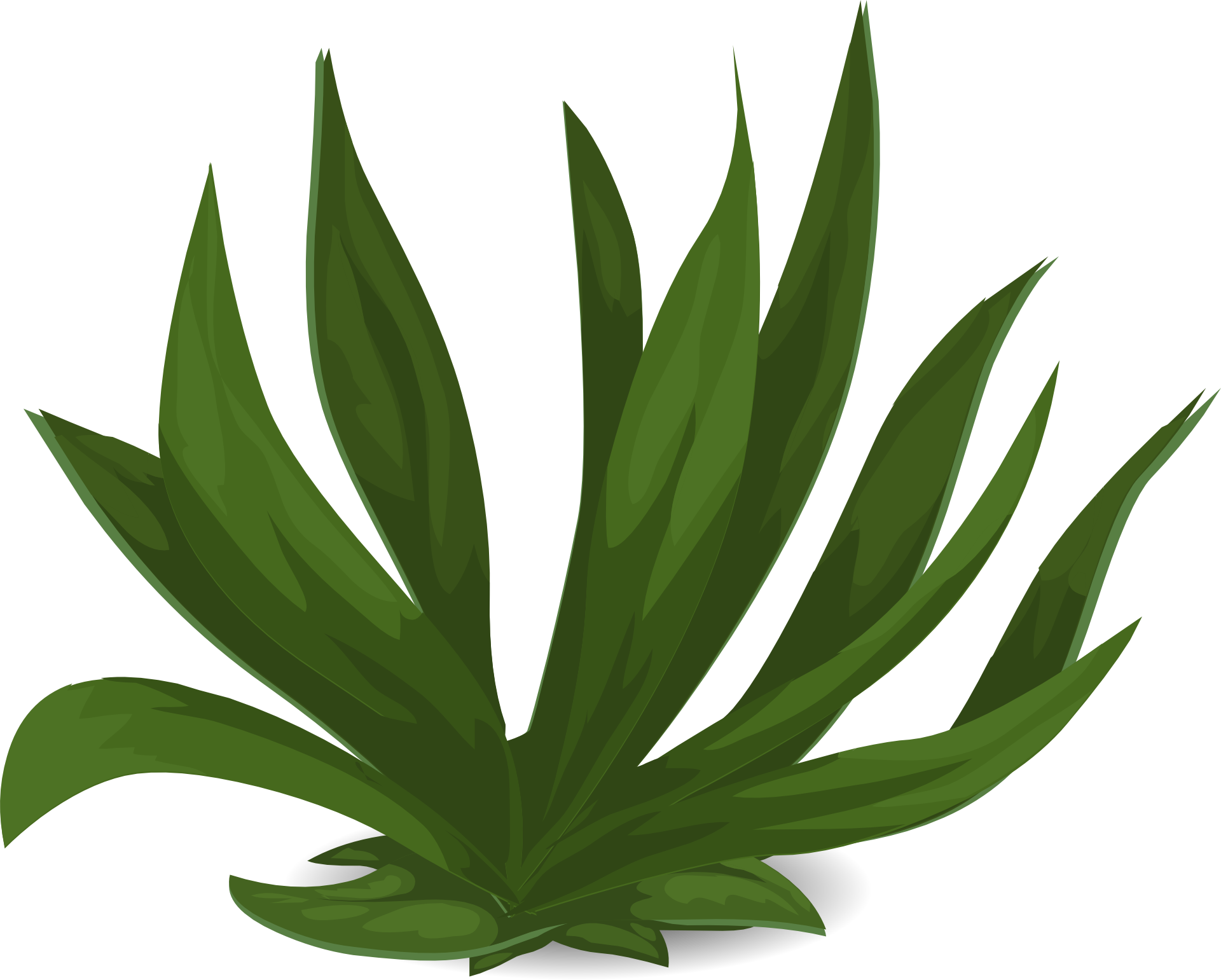 Grass