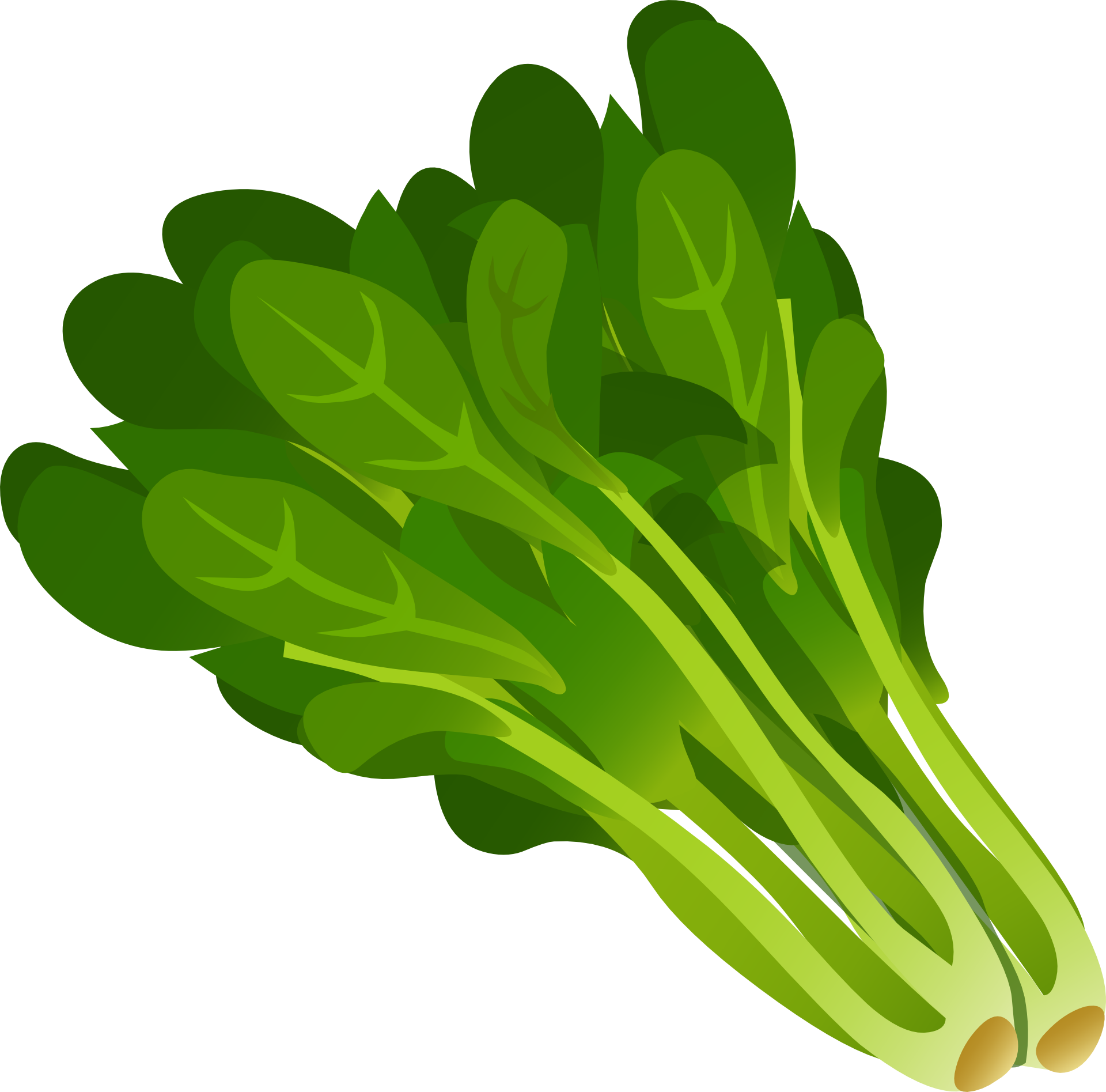 Lettuce