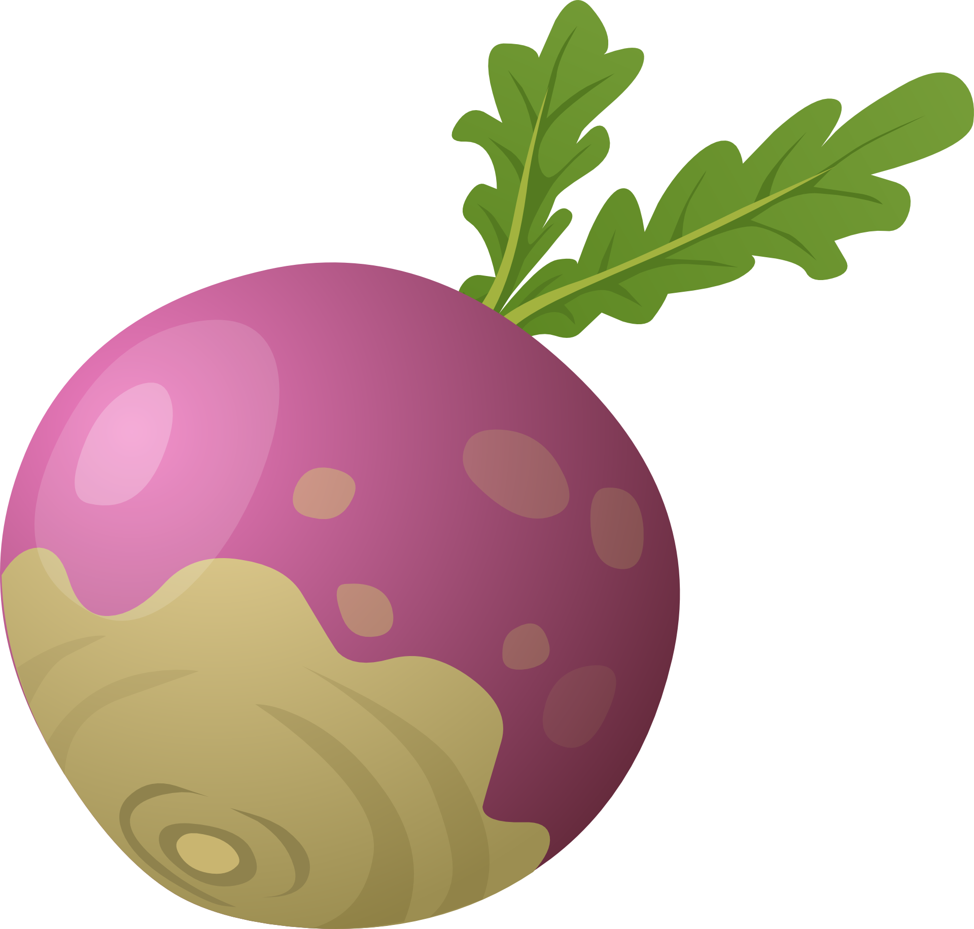 Turnip